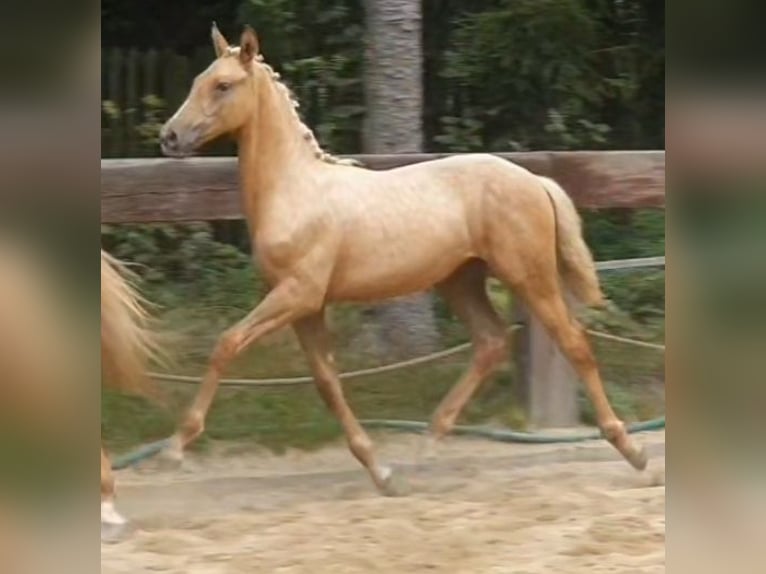 Polish Warmblood Mare 1 year 16,1 hh Palomino in Gronków