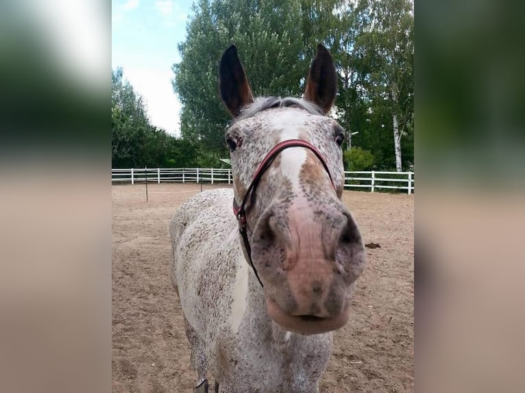 Polish Warmblood Mix Mare 21 years 16 hh Pinto in Würzburg