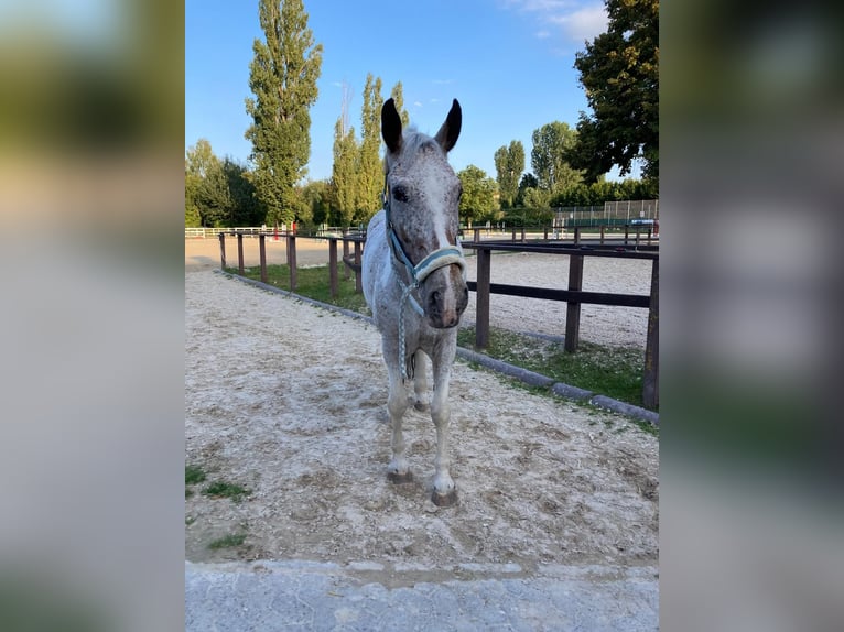 Polish Warmblood Mix Mare 21 years 16 hh Pinto in Würzburg