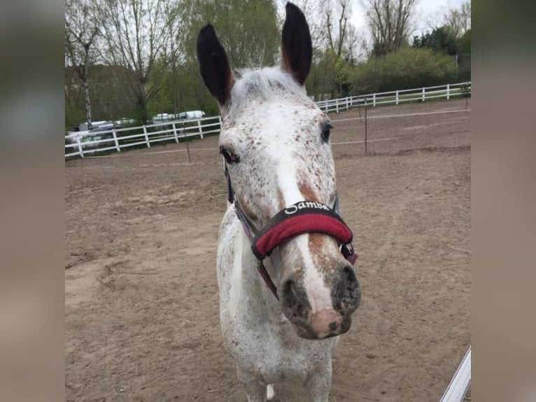 Polish Warmblood Mix Mare 21 years 16 hh Pinto in Würzburg