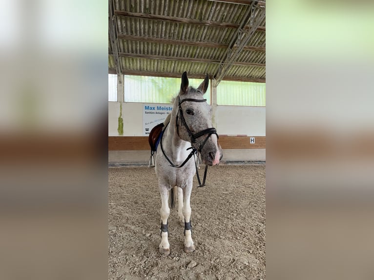 Polish Warmblood Mix Mare 21 years 16 hh Pinto in Würzburg