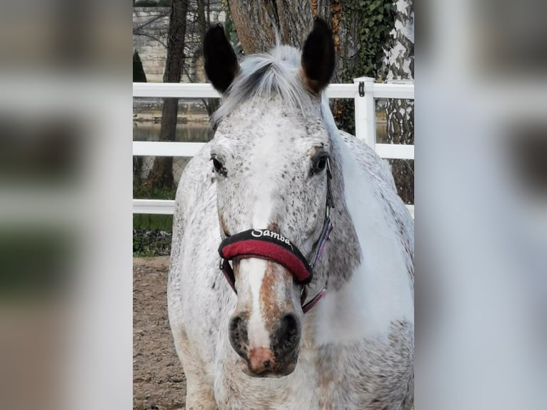 Polish Warmblood Mix Mare 21 years 16 hh Pinto in Würzburg