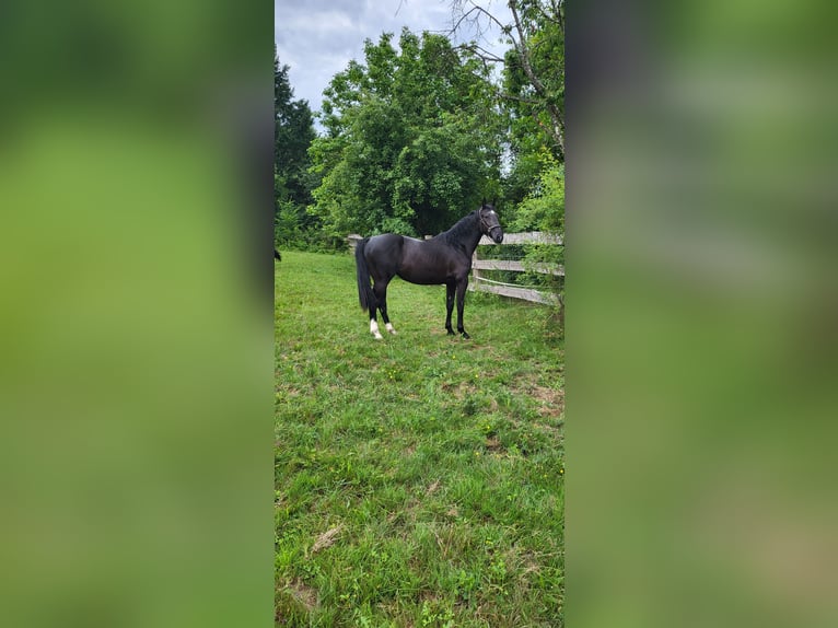 Polish Warmblood Mare 2 years 16 hh Black in Tiefenbach