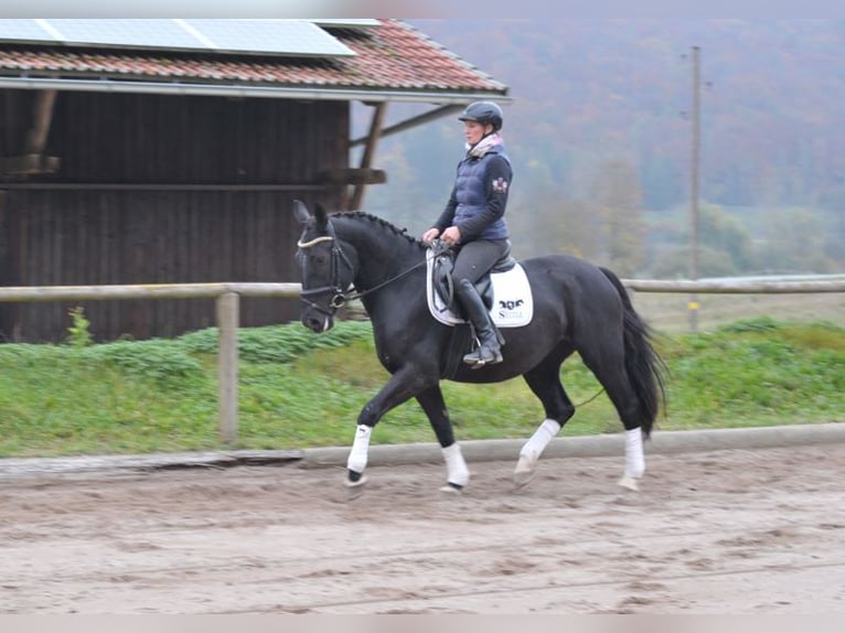 Polish Warmblood Mare 3 years 15,1 hh Black in Wellheim