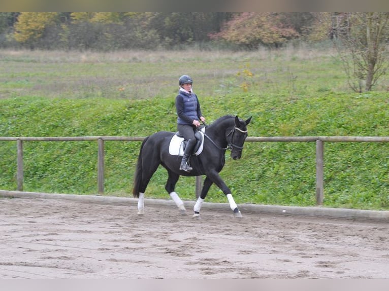 Polish Warmblood Mare 3 years 15,1 hh Black in Wellheim