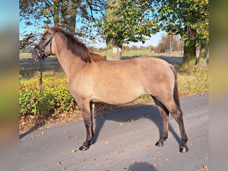 Polish Warmblood Mix Mare 3 years 15,3 hh Dun in Forst