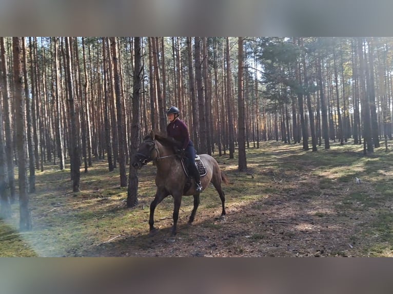 Polish Warmblood Mix Mare 3 years 15,3 hh Dun in Forst