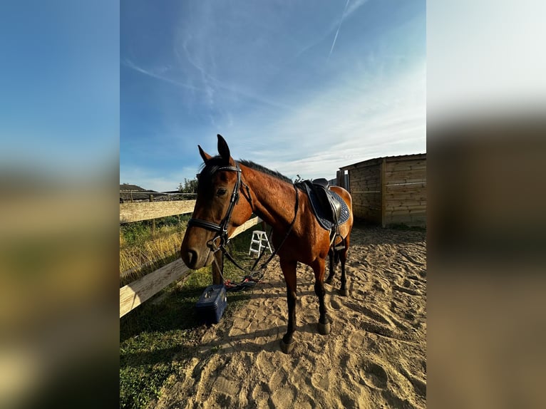 Polish Warmblood Mare 4 years 15,2 hh Brown in Sulęcinek