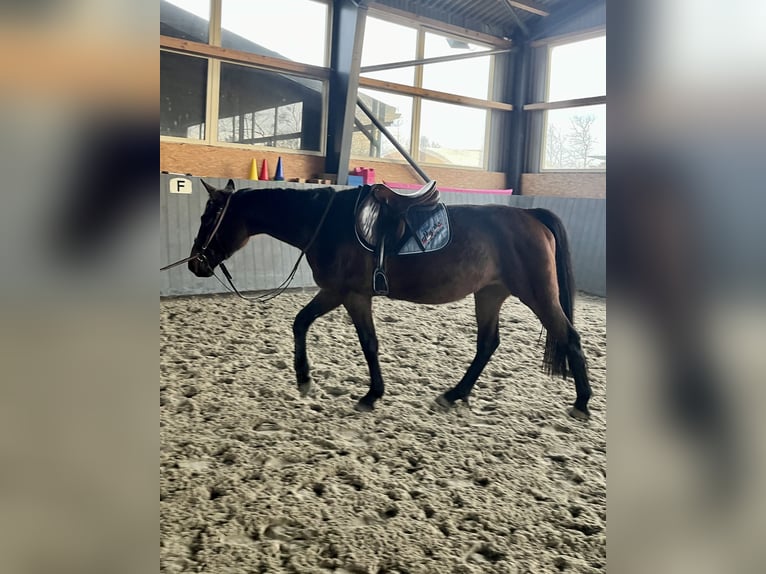 Polish Warmblood Mare 4 years 16,1 hh Bay-Dark in Papenhagen