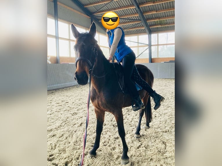 Polish Warmblood Mare 4 years 16,1 hh Bay-Dark in Papenhagen