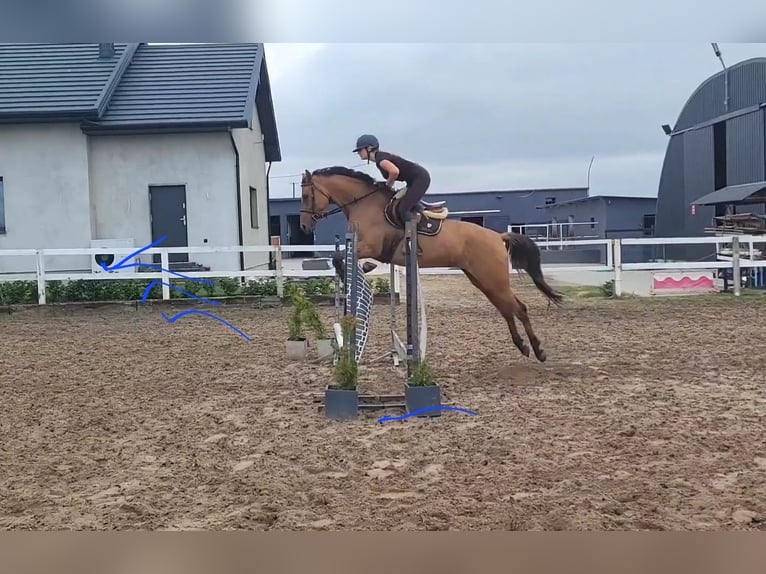 Polish Warmblood Mare 4 years 16,1 hh Brown-Light in Radziejów