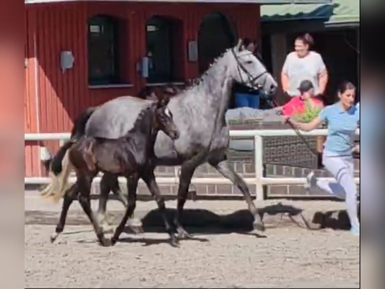 Polish Warmblood Mare 4 years 16,1 hh Gray in Papenhagen