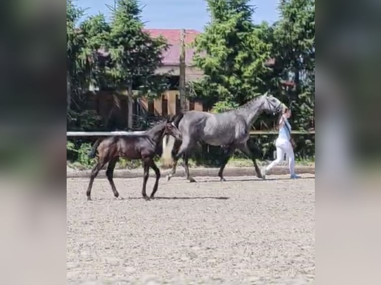 Polish Warmblood Mare 4 years 16,1 hh Gray in Papenhagen