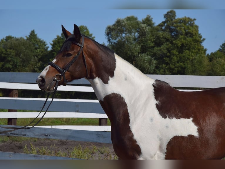 Polish Warmblood Mare 4 years 16,1 hh Pinto in Chelmno