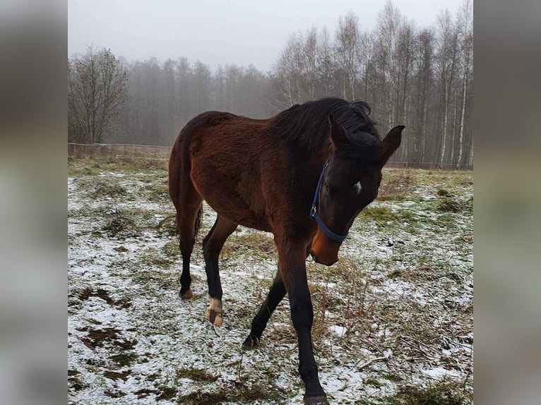 Polish Warmblood Mix Mare 4 years 16 hh Bay-Dark in Orzysz