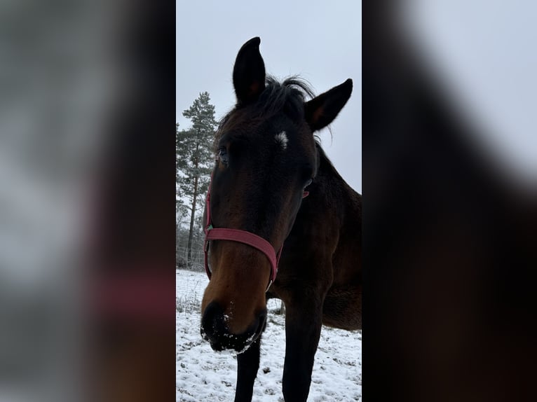 Polish Warmblood Mix Mare 4 years 16 hh Bay-Dark in Orzysz