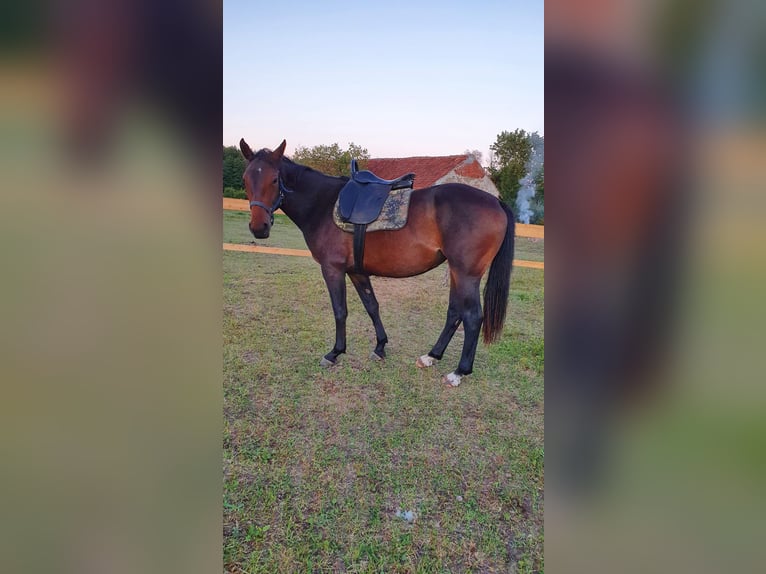 Polish Warmblood Mix Mare 4 years 16 hh Bay-Dark in Orzysz