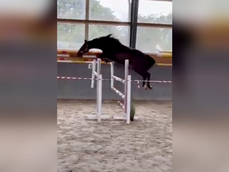 Polish Warmblood Mare 4 years 16 hh Bay-Dark in Papenhagen