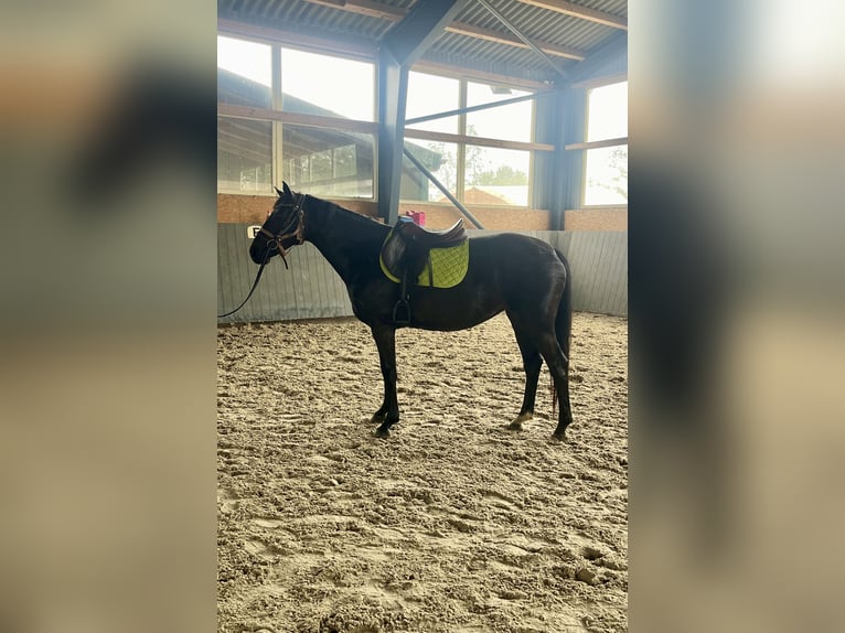 Polish Warmblood Mare 4 years 16 hh Bay-Dark in Papenhagen