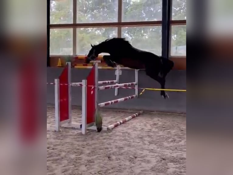 Polish Warmblood Mare 4 years 16 hh Bay-Dark in Papenhagen