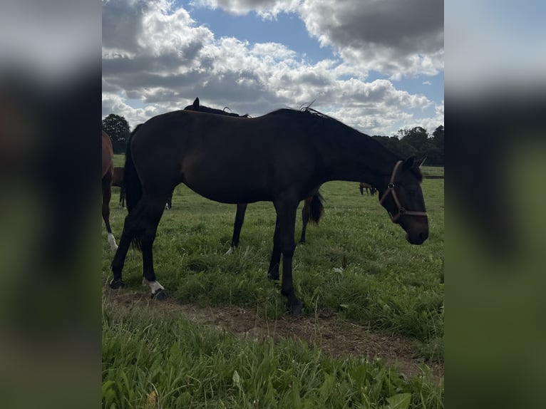 Polish Warmblood Mare 4 years 16 hh Bay-Dark in Papenhagen