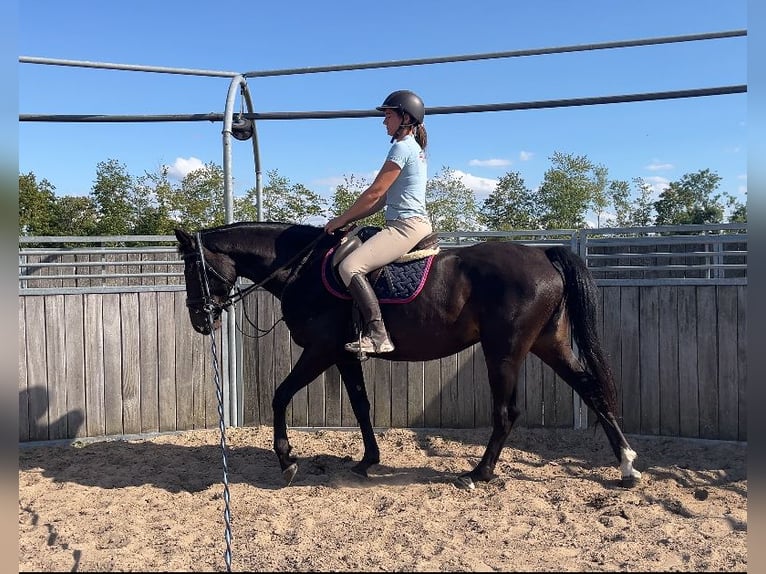 Polish Warmblood Mare 4 years 16 hh Bay-Dark in Papenhagen