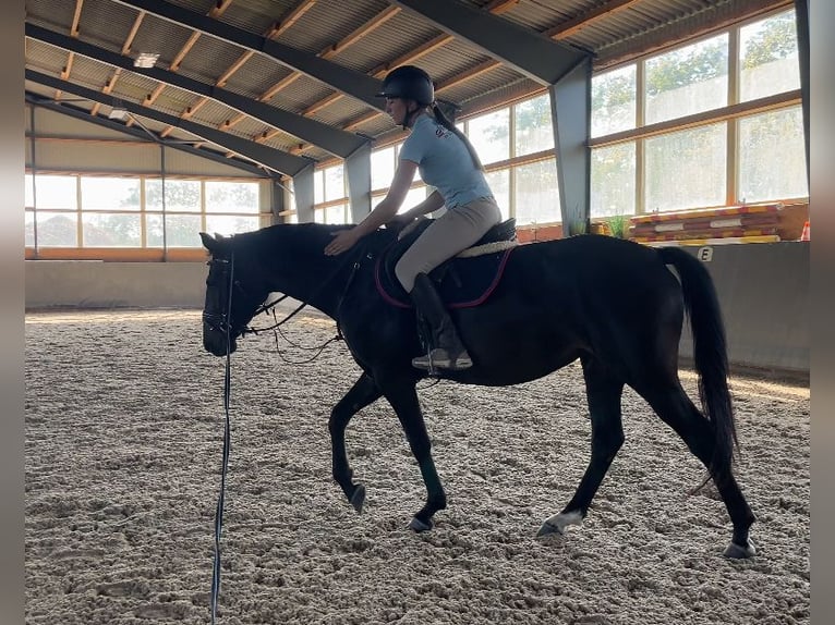Polish Warmblood Mare 4 years 16 hh Bay-Dark in Papenhagen