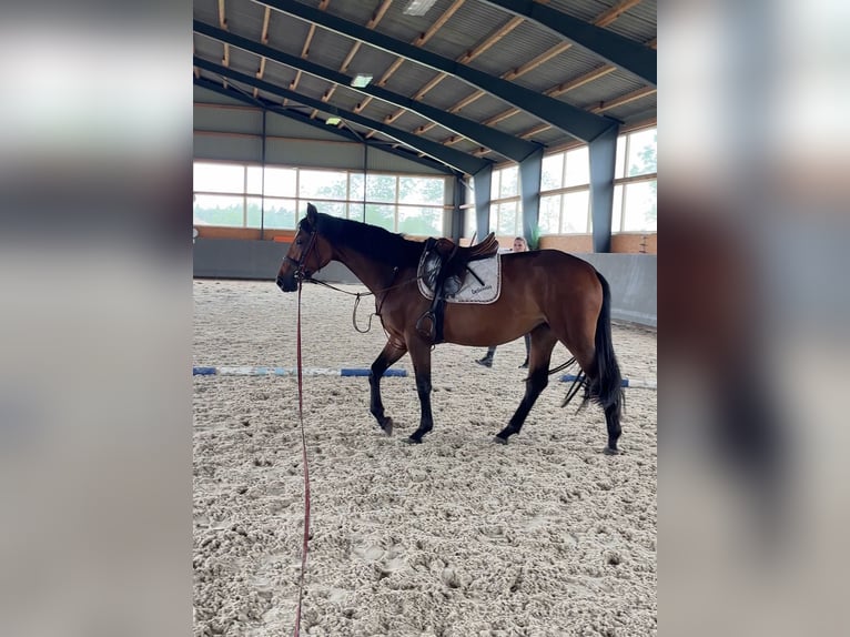 Polish Warmblood Mare 4 years 16 hh Brown in Papenhagen