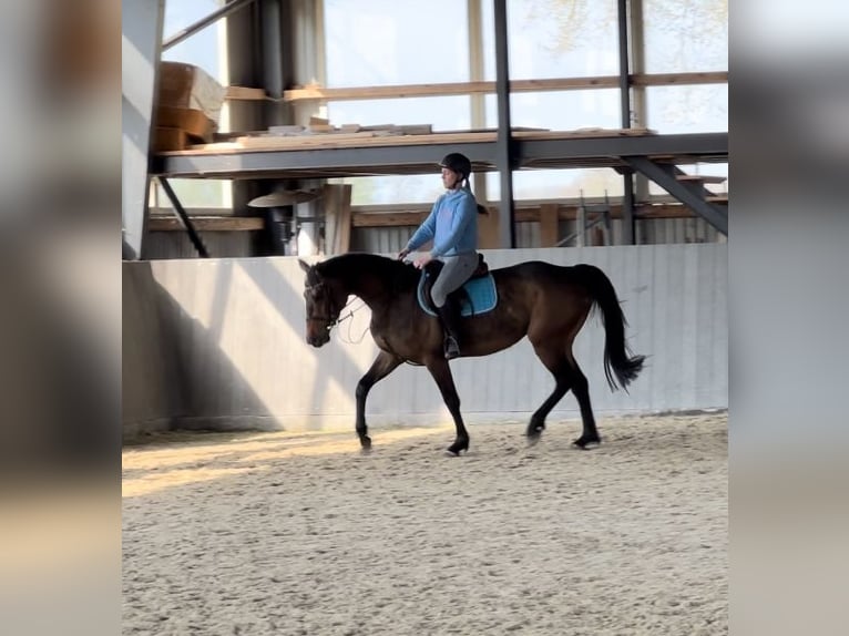Polish Warmblood Mare 4 years 16,1 hh Bay-Dark in Papenhagen