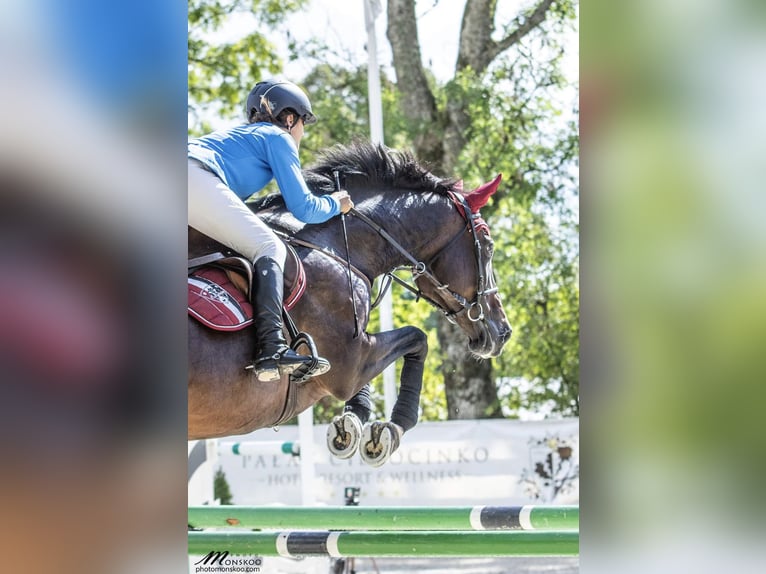 Polish Warmblood Mare 4 years 16,1 hh Bay-Dark in Papenhagen