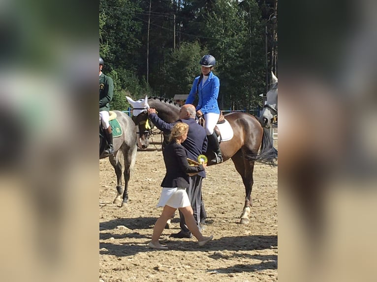 Polish Warmblood Mare 4 years 16,1 hh Bay-Dark in Papenhagen