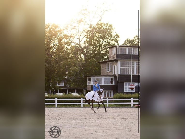 Polish Warmblood Mare 4 years 16,1 hh Bay-Dark in Papenhagen