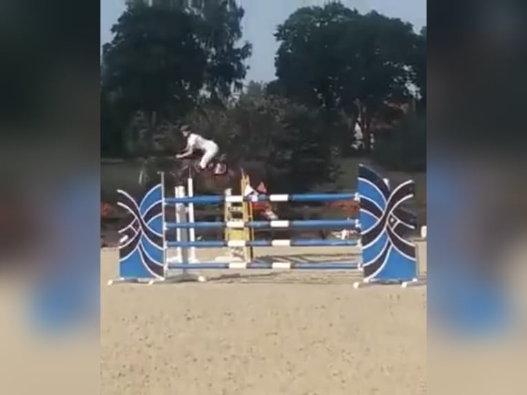 Polish Warmblood Mare 4 years 16,1 hh Bay-Dark in Papenhagen