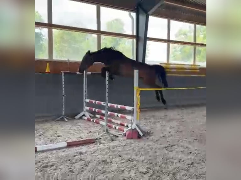 Polish Warmblood Mare 4 years 16,1 hh Bay-Dark in Papenhagen