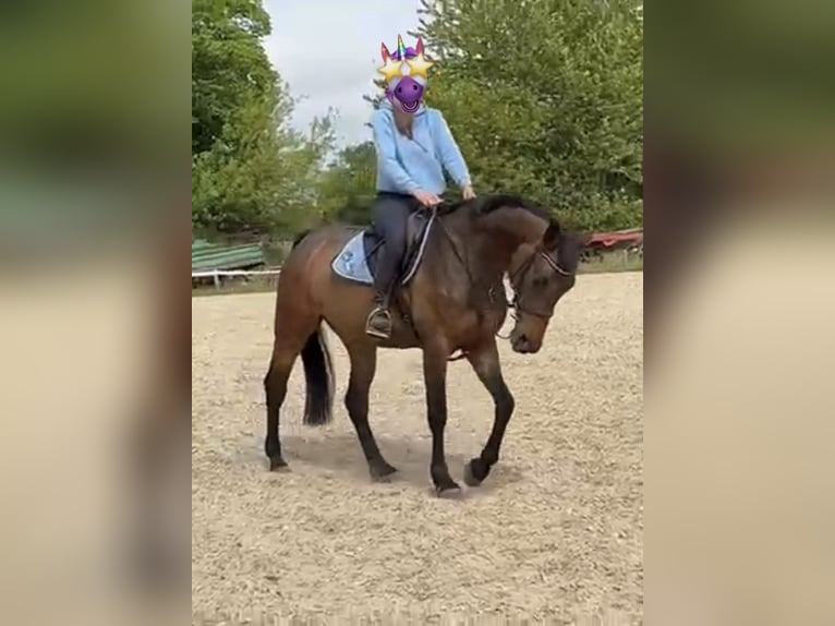 Polish Warmblood Mare 4 years 16,1 hh Bay-Dark in Papenhagen