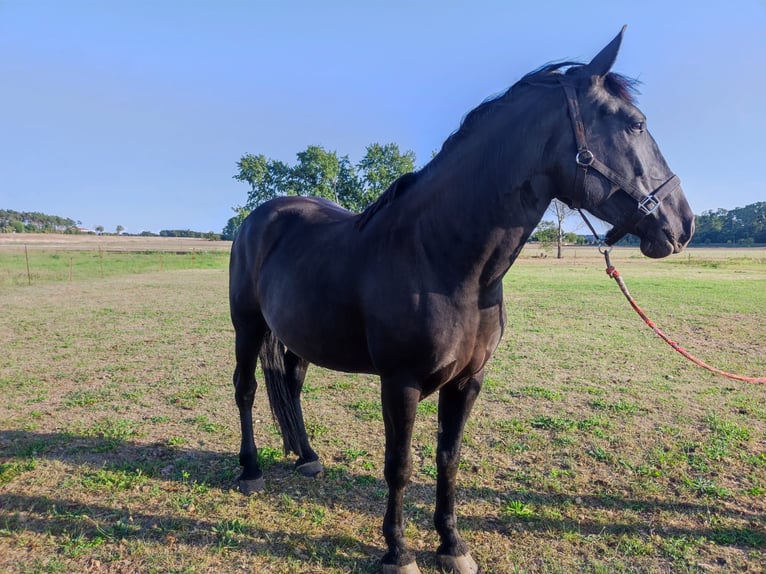 Polish Warmblood Mare 5 years 14,3 hh Black in Möser