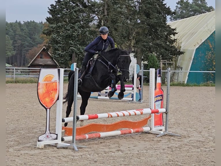 Polish Warmblood Mare 5 years 16,1 hh Black in Bruck in der Oberpfalz