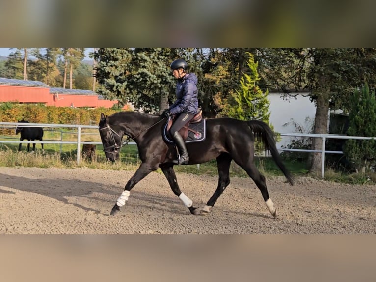 Polish Warmblood Mare 5 years 16,1 hh Black in Bruck in der Oberpfalz