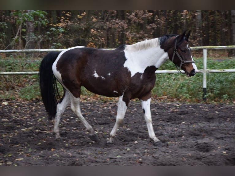 Polish Warmblood Mare 5 years 16,1 hh Pinto in Chelmno