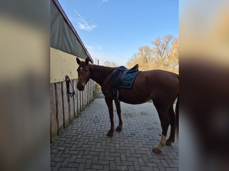 Polish Warmblood Mare 5 years 16,2 hh Chestnut-Red in Aarbergen