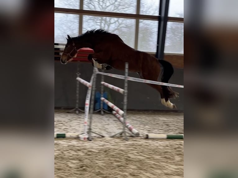 Polish Warmblood Mare 5 years 16 hh Brown in Papenhagen