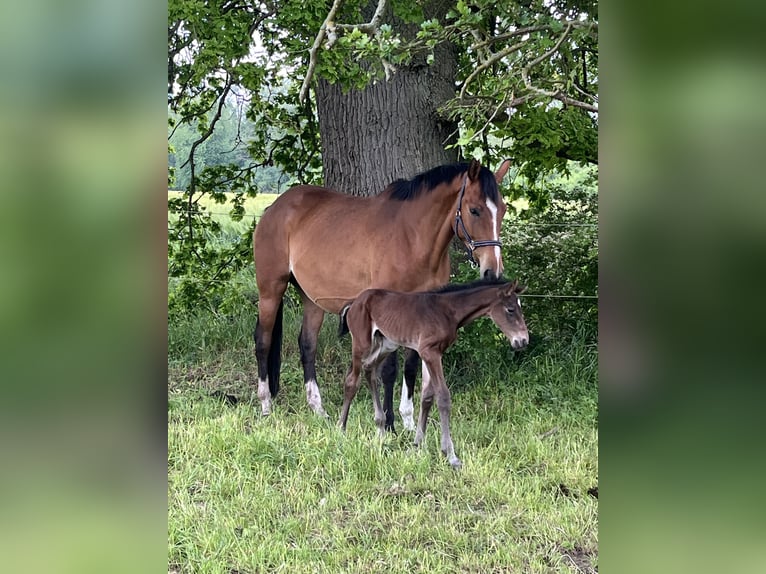 Polish Warmblood Mare 5 years 16 hh Brown in Papenhagen