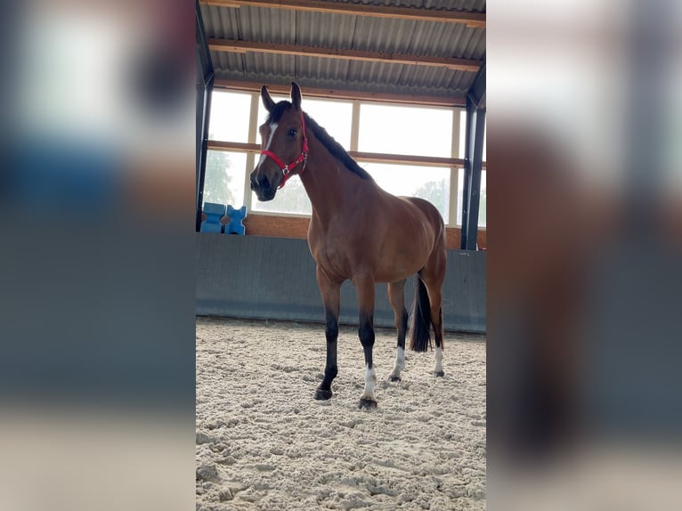 Polish Warmblood Mare 5 years 16 hh Brown in Papenhagen