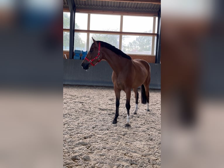 Polish Warmblood Mare 5 years 16 hh Brown in Papenhagen