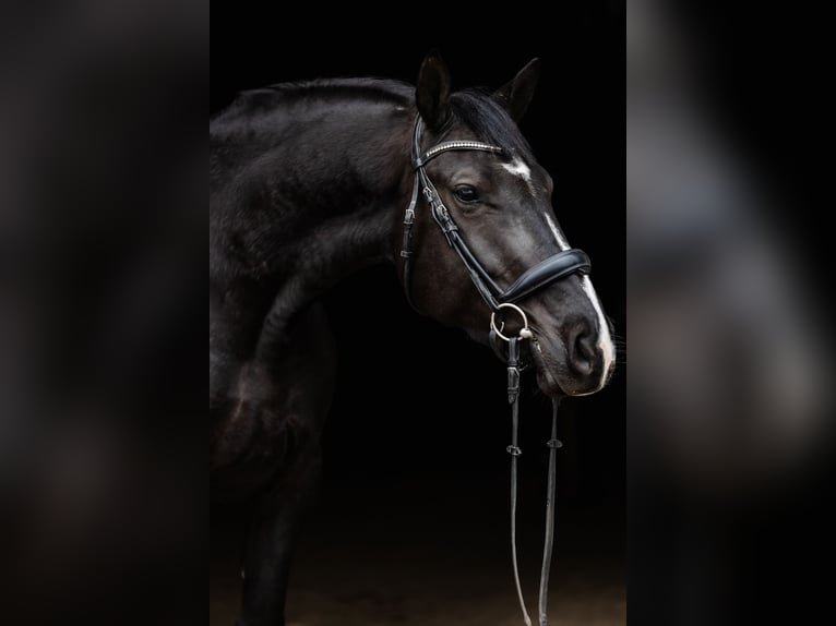 Polish Warmblood Mare 5 years 16,1 hh Black in Duszniki