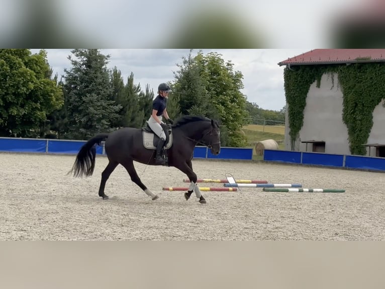 Polish Warmblood Mare 5 years 16,1 hh Black in Duszniki