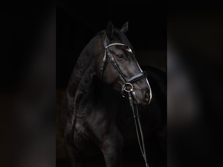 Polish Warmblood Mare 5 years 16,1 hh Black in Duszniki