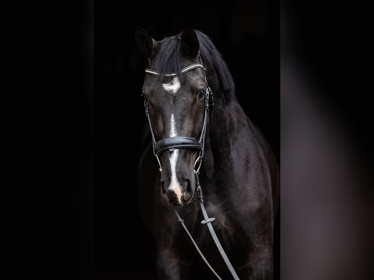 Polish Warmblood Mare 5 years 16,1 hh Black in Duszniki