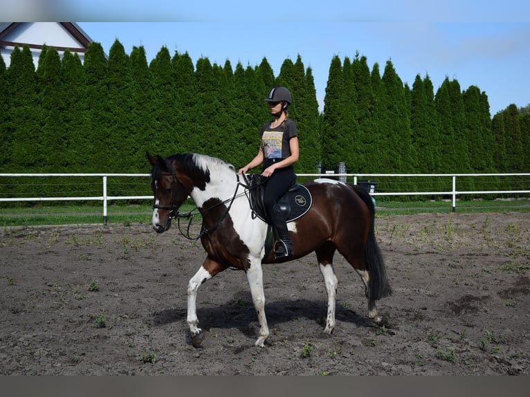 Polish Warmblood Mare 5 years 16,1 hh Pinto in Che&#x142;mno