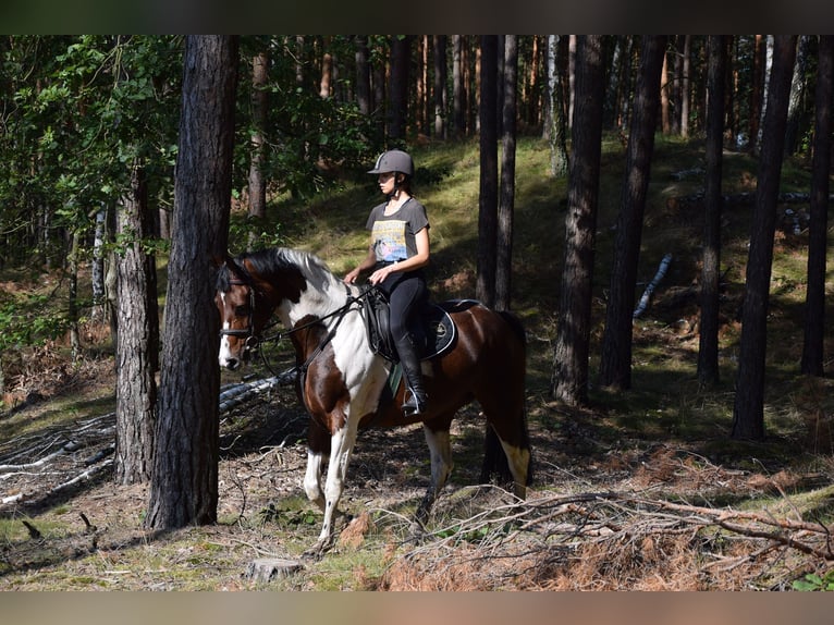 Polish Warmblood Mare 5 years 16,1 hh Pinto in Che&#x142;mno